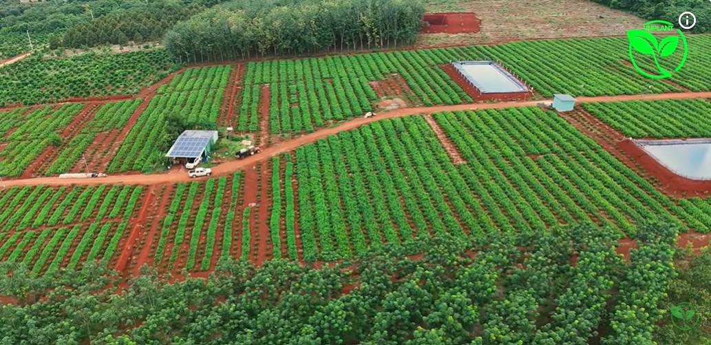 vườn ca phe 11000 cay ca phe